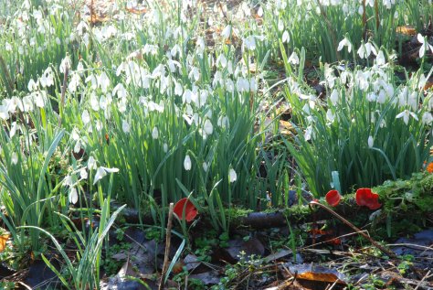 snowdrops.jpg