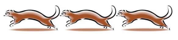 ferrets copy